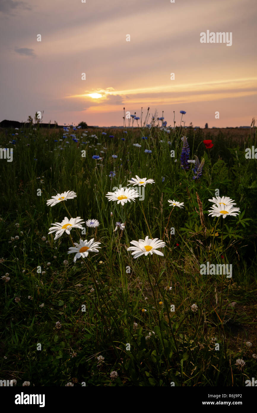 Atmosphärische Bouquet von wilden Blumen während einem bewölkten Sonnenuntergang. Die letzten Strahlen der Sonne, die Farbe der Wolken und einen dynamischen Kontrast während einer spri erstellen Stockfoto