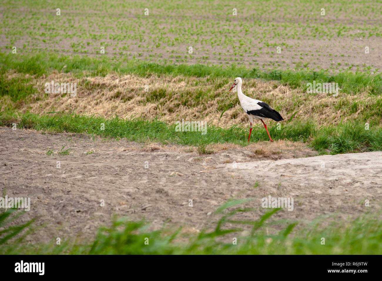 Weißstorch (Ciconia ciconia) Wandern auf der grünen Wiese. Perky großen Vogel mit weißen und schwarzen Farben Schritte durch die Wiese auf der Suche nach Essen Stockfoto