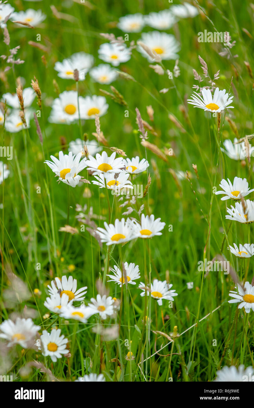 Atmosphärische Bouquet von wilden Blumen und Daisy Erstellen einer dynamischen Kontrast mit clours während einer Feder Szene in eine holländische Polderlandschaft Stockfoto