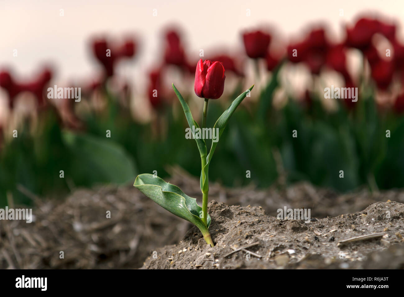 Typisches Bild in den Niederlanden. Tulpen in niedrigen Zeilen und verschiedenen Farben wachsen in den Ackerflächen und Blüte für den weltweiten Export, die geerntet werden. Stockfoto