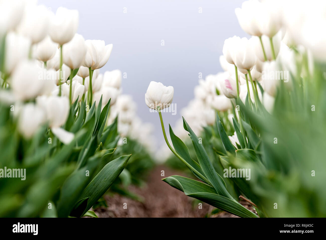 Typisches Bild in den Niederlanden. Tulpen in niedrigen Zeilen und verschiedenen Farben wachsen in den Ackerflächen und Blüte für den weltweiten Export, die geerntet werden. Stockfoto