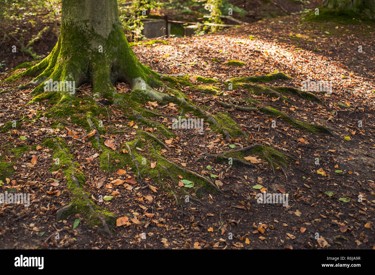 Details der Wanderweg in den Wald mit Baum Wurzeln, Blättern und Moos Stockfoto