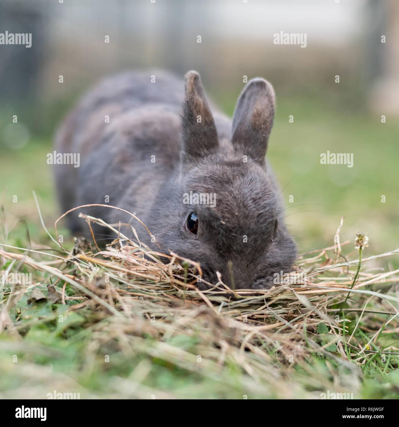 Ein graues Zwergkaninchen auf der Suche nach Nahrung in die Wiese Stockfoto