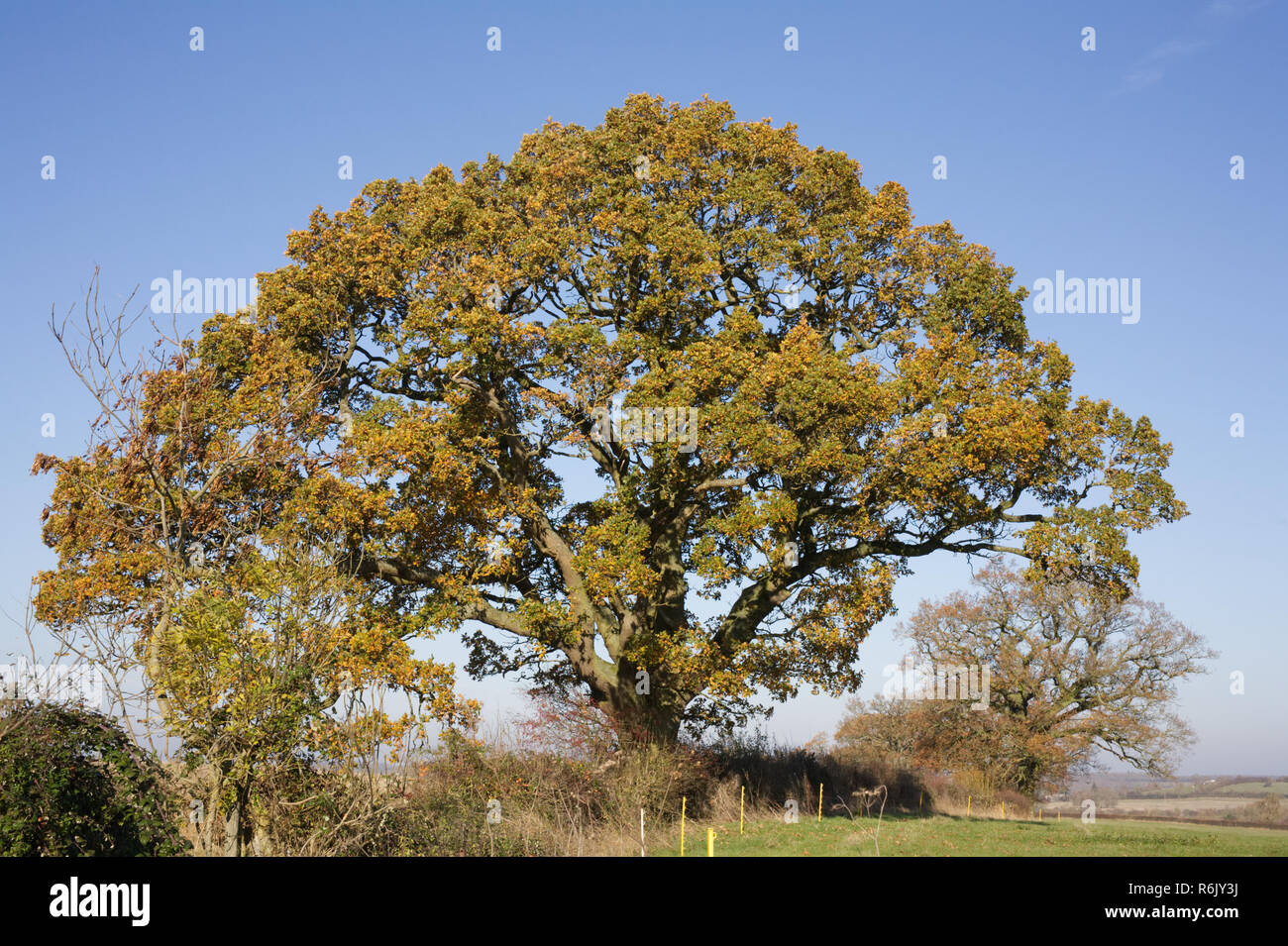 Quercus Robur. Eiche Baum im Herbst. Stockfoto