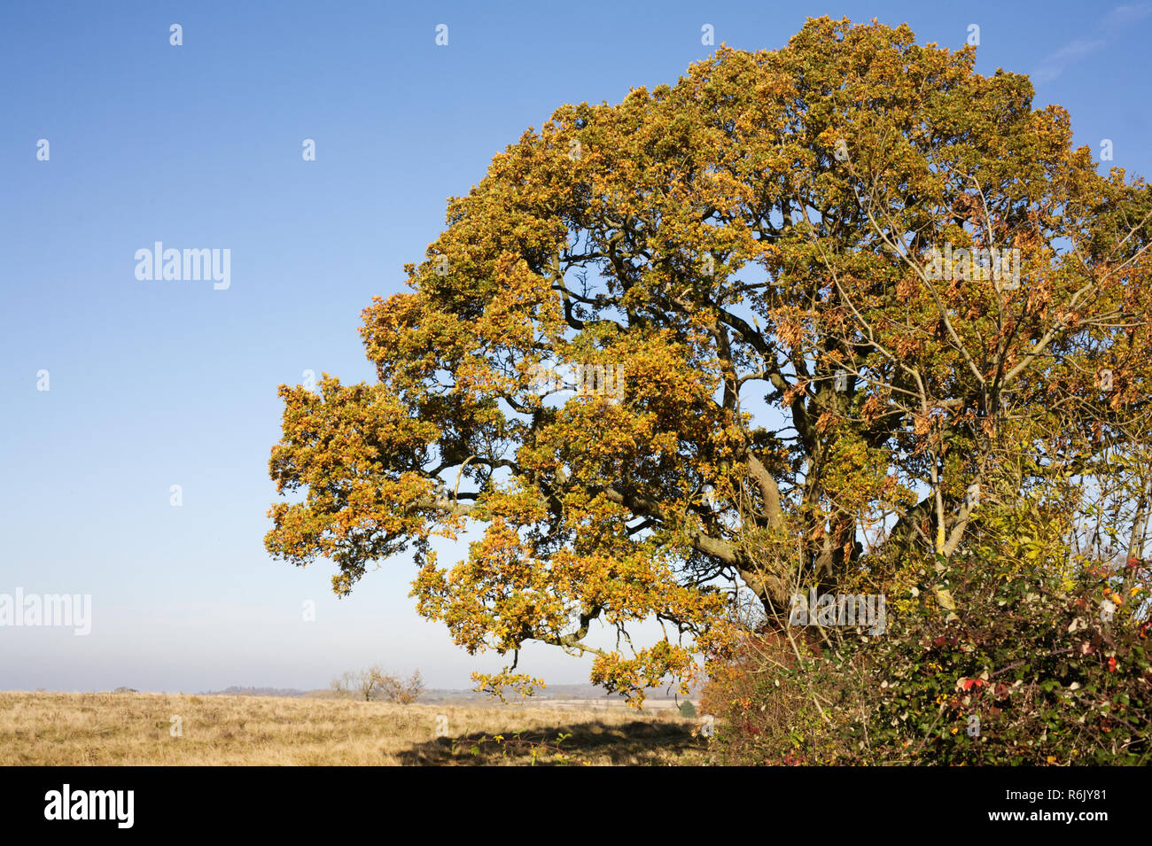 Quercus Robur. Eiche Baum im Herbst. Stockfoto