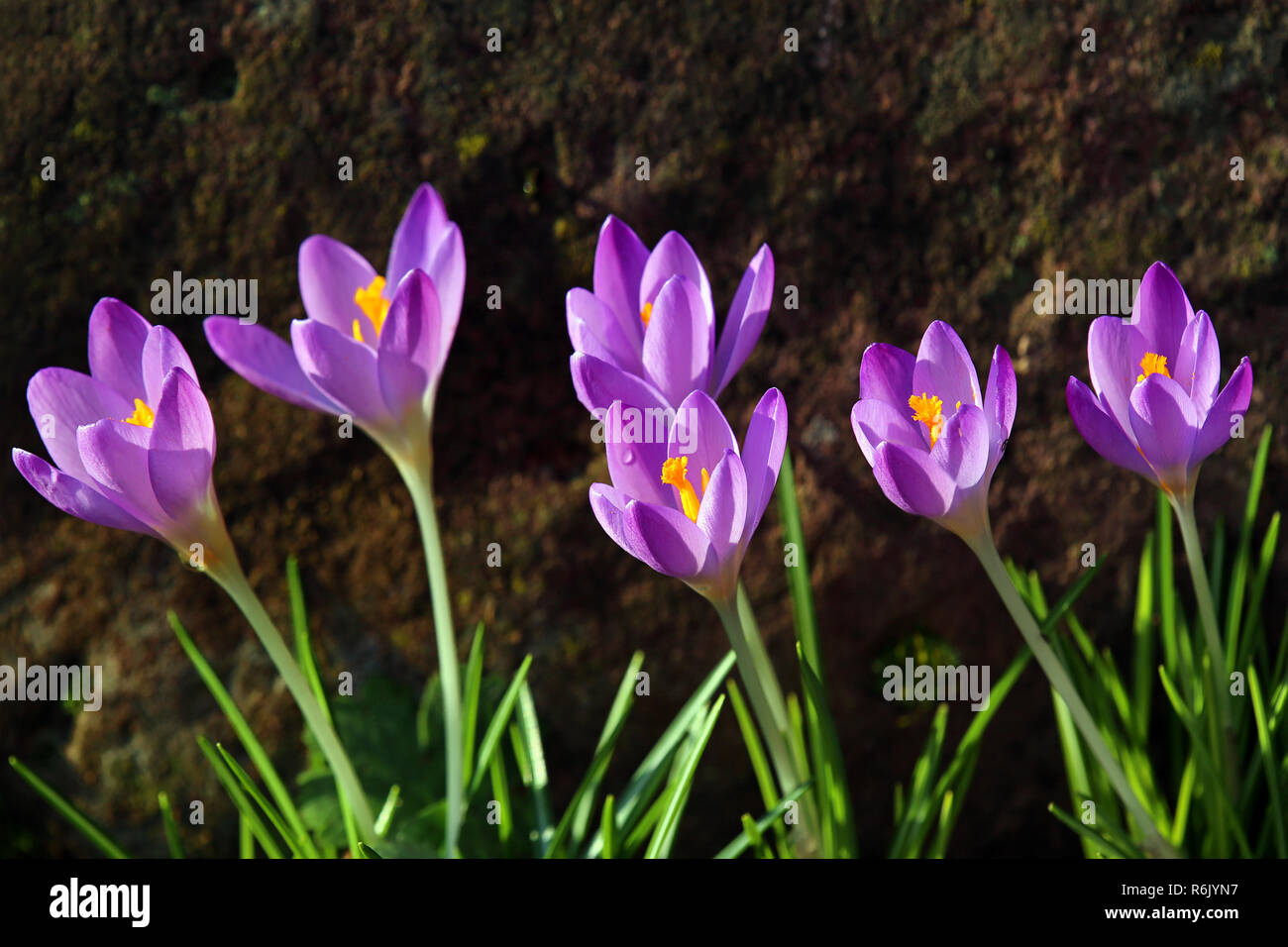 Violette Krokusse Bluhen Im Februar Stockfoto Bild 227839619 Alamy