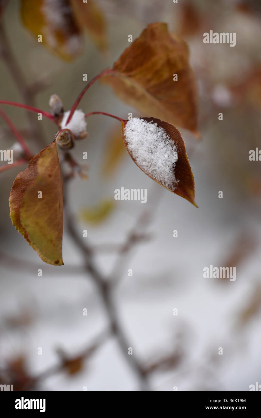 Ein wenig Schneefall auf Pear Tree Blätter Stockfoto