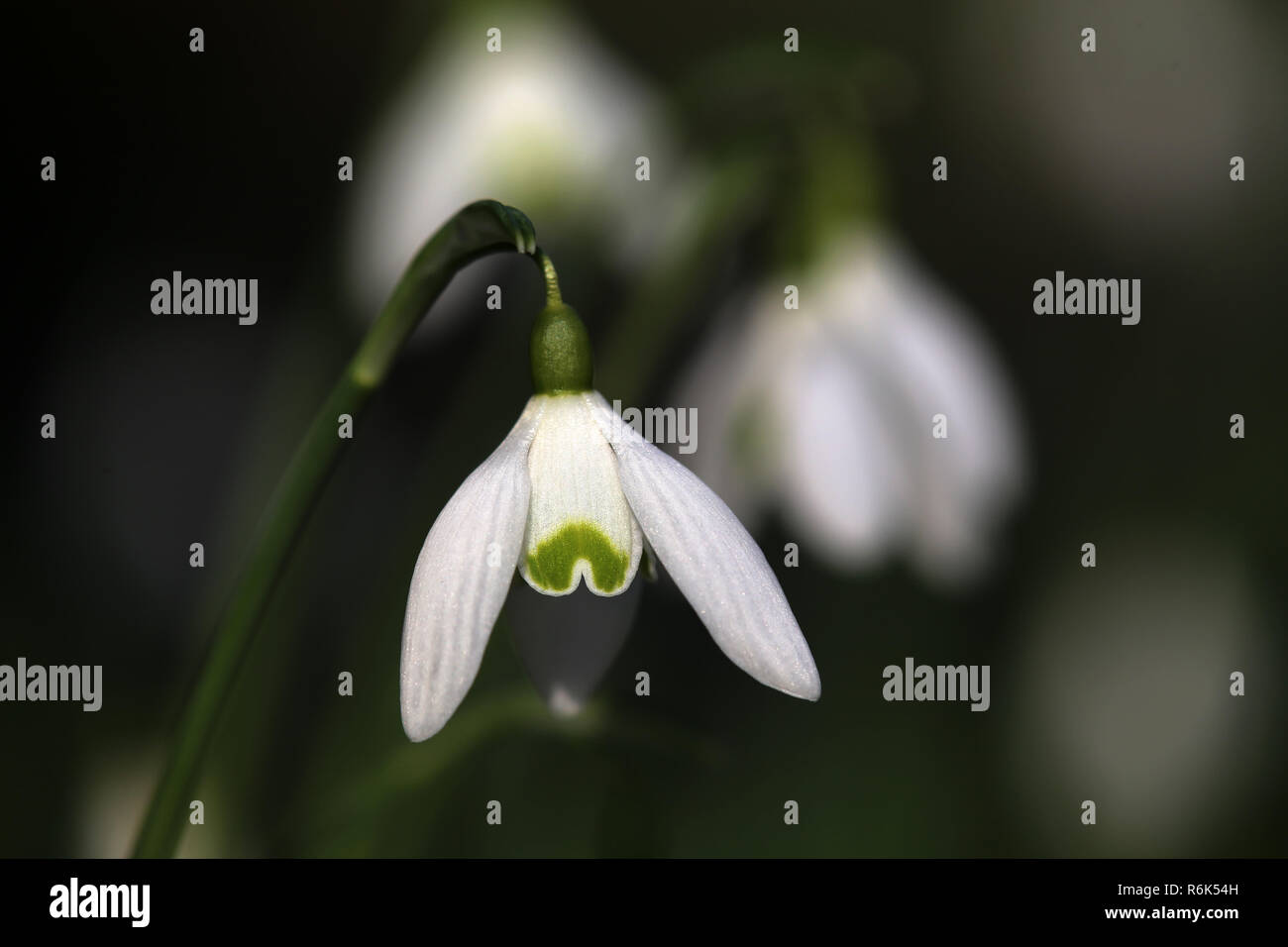 Makroaufnahme der schneeglöckchen Galanthus nivalis Stockfoto