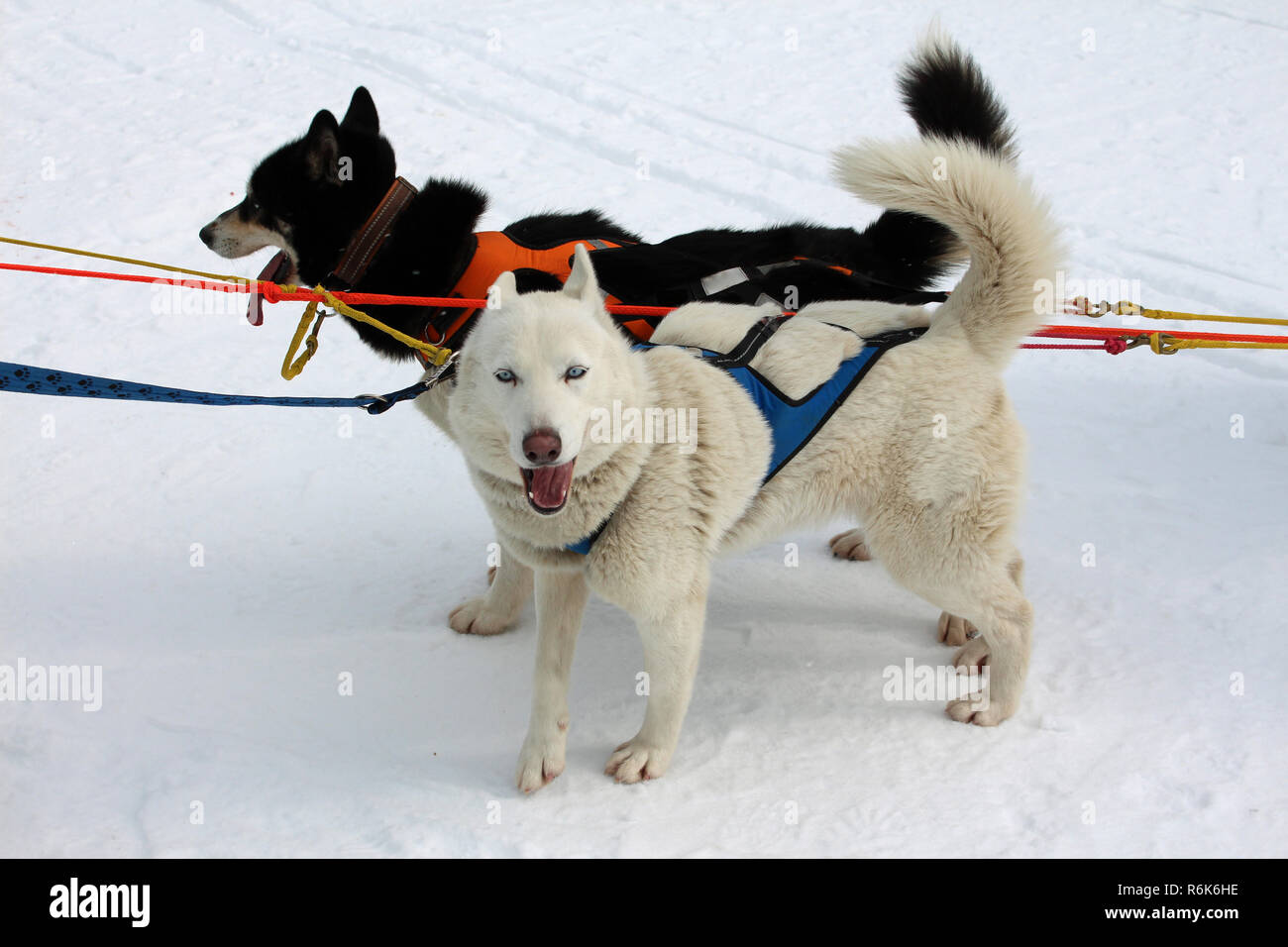 Polarhunde und -Bildmaterial in hoher Auflösung – Alamy