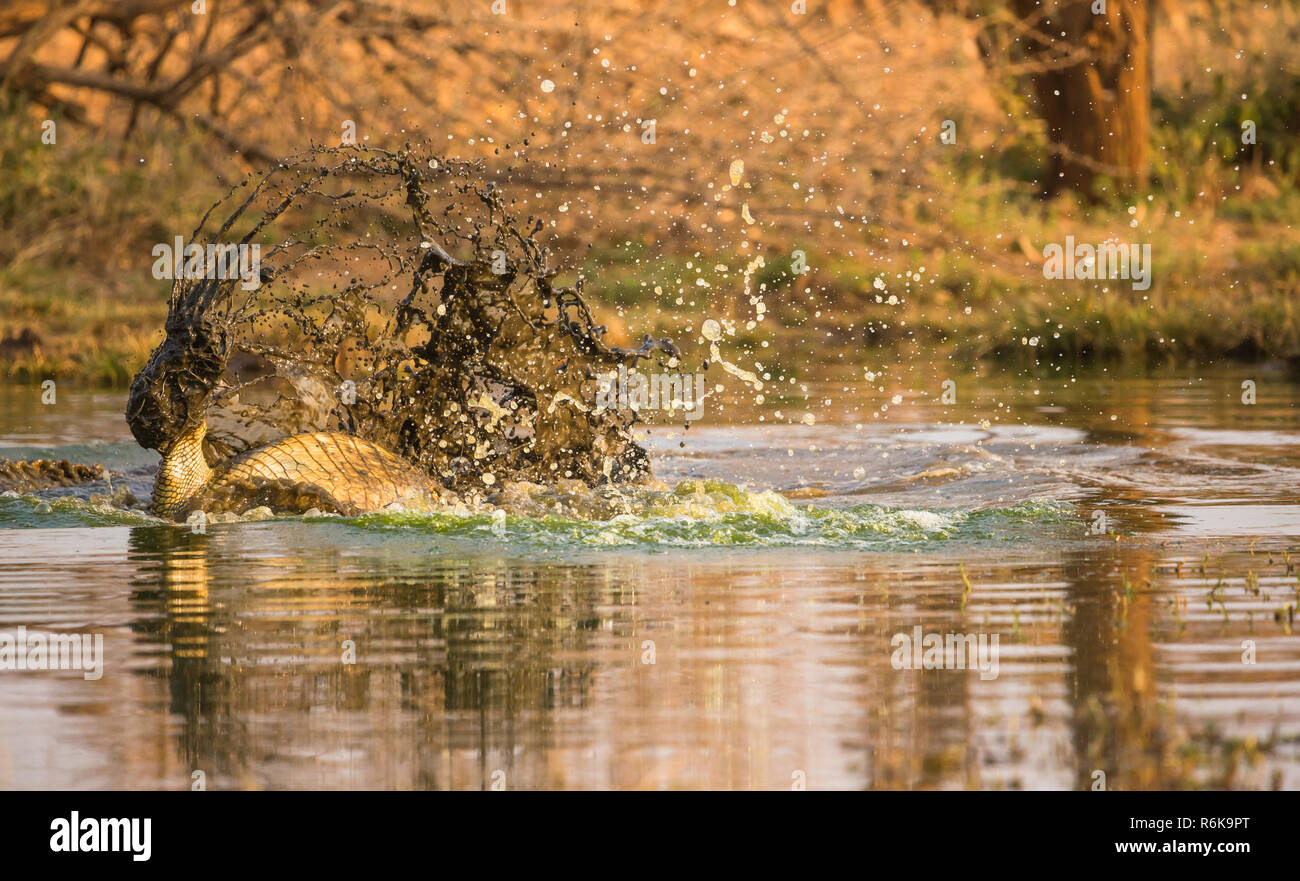 Nilkrokodil Tod roll durch Kampf zu Krokodil oder die Beute im Wasser zu ertrinken und letztlich töten es an einem Wasserloch in Namibia gesehen Stockfoto