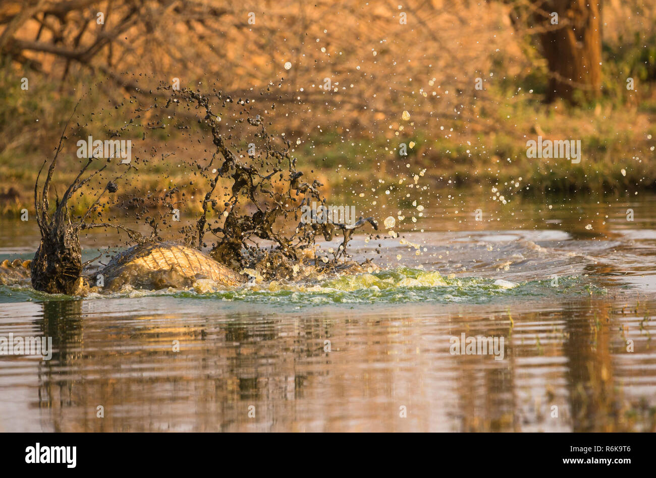 Nilkrokodil Tod roll durch Kampf zu Krokodil oder die Beute im Wasser zu ertrinken und letztlich töten es an einem Wasserloch in Namibia gesehen Stockfoto