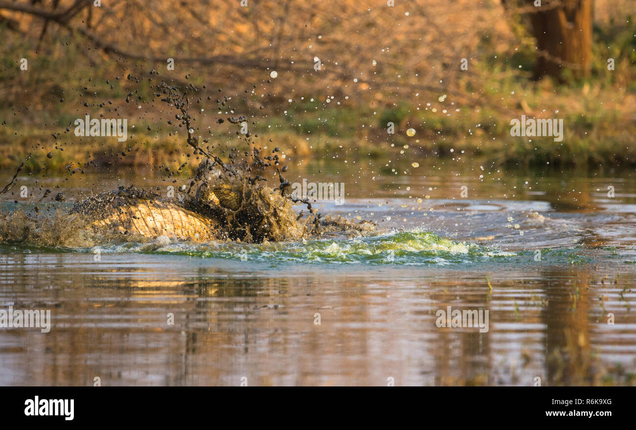 Nilkrokodil Tod roll durch Kampf zu Krokodil oder die Beute im Wasser zu ertrinken und letztlich töten es an einem Wasserloch in Namibia gesehen Stockfoto