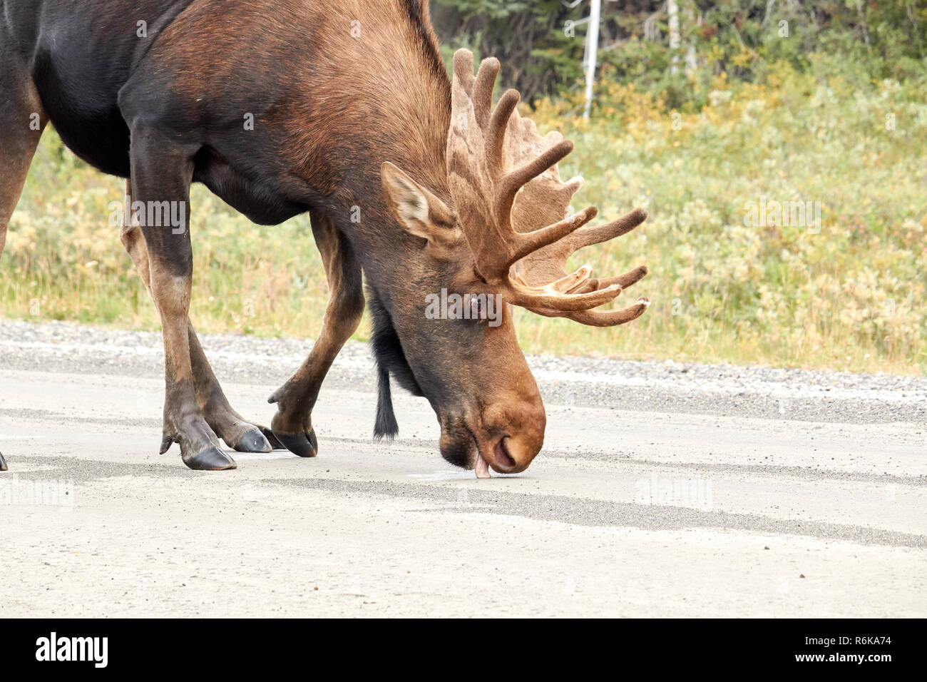 Männliche Elch auf der Straße in Kananaskis Country, Kanada << Stockfoto
