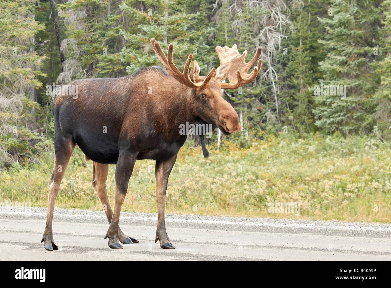 Männliche Elch auf der Straße in Kananaskis Country, Kanada Stockfoto