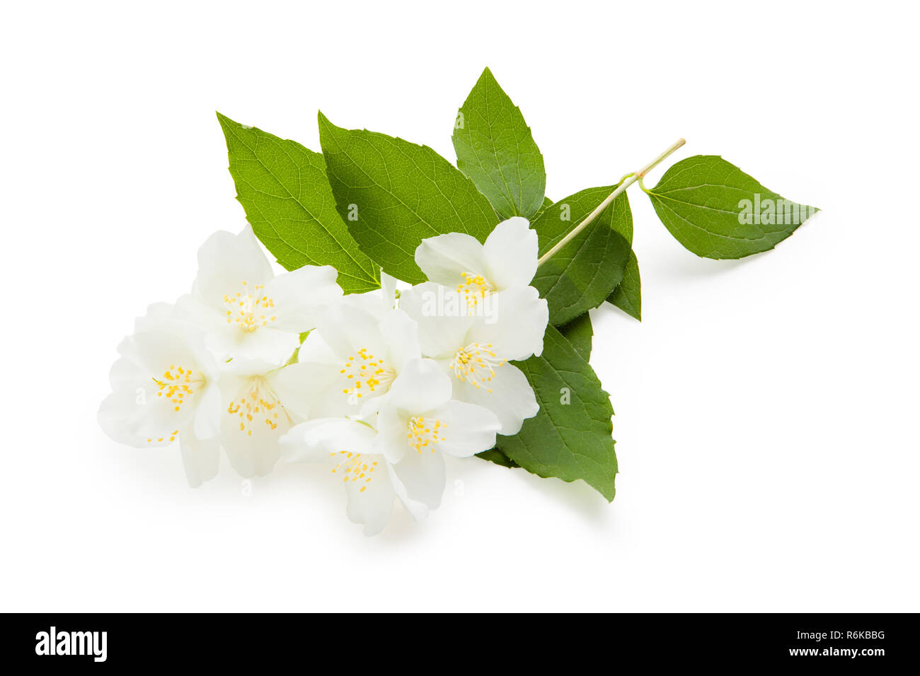 Jasmin. Der Zweig der blühenden Jasmin auf einem weißen Hintergrund. Jasminblüten. Stockfoto