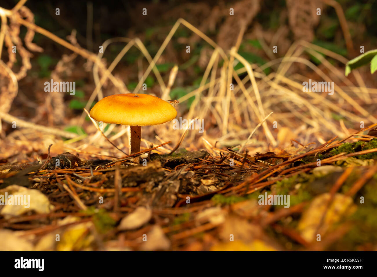 Lebendige einsam orange Pilz auf pine Waldboden mit einer Fliege auf seine Kappe thront. Stockfoto