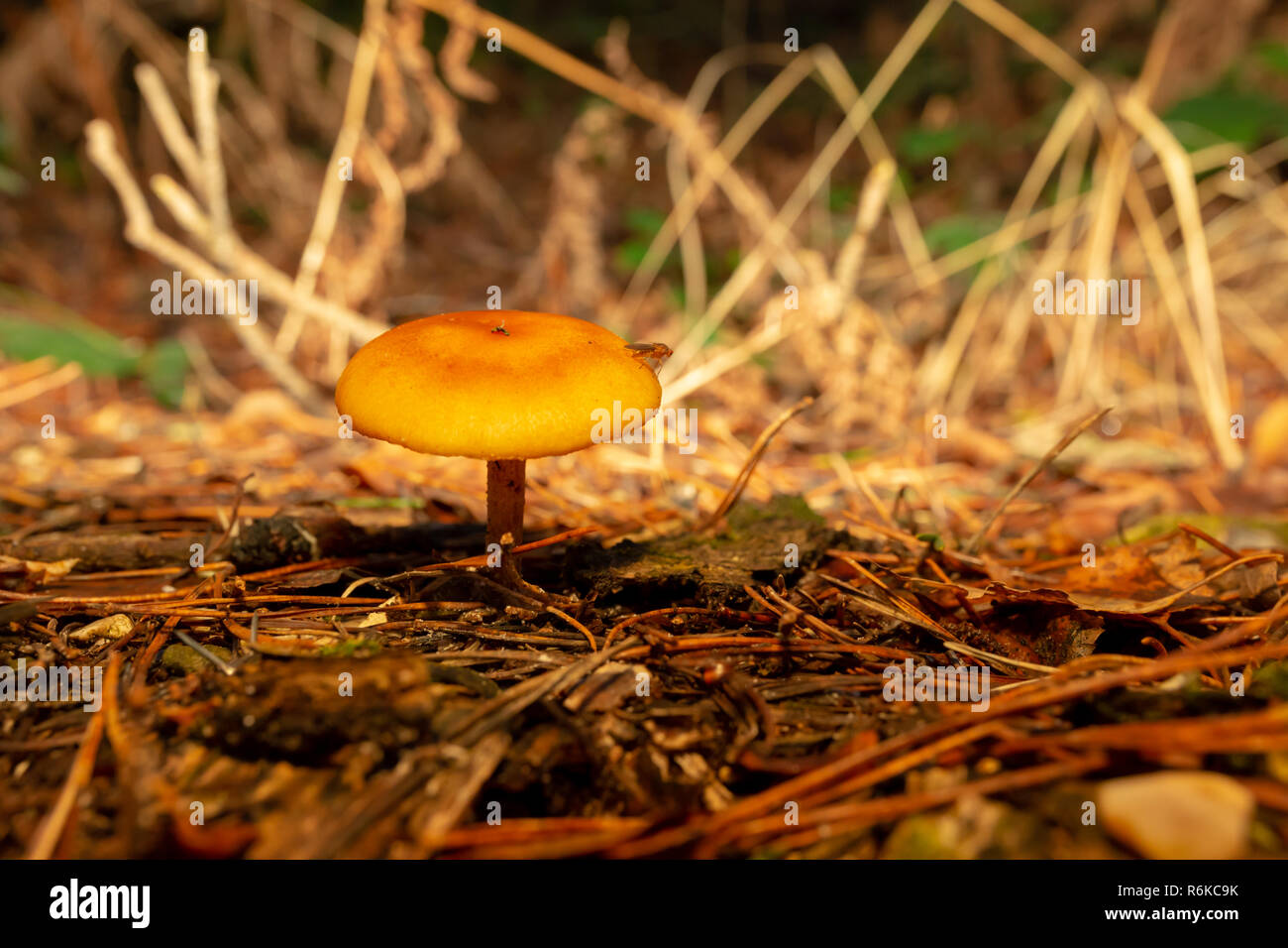 Lebendige einsam orange Pilz auf pine Waldboden mit einer Fliege auf seine Kappe thront. Stockfoto