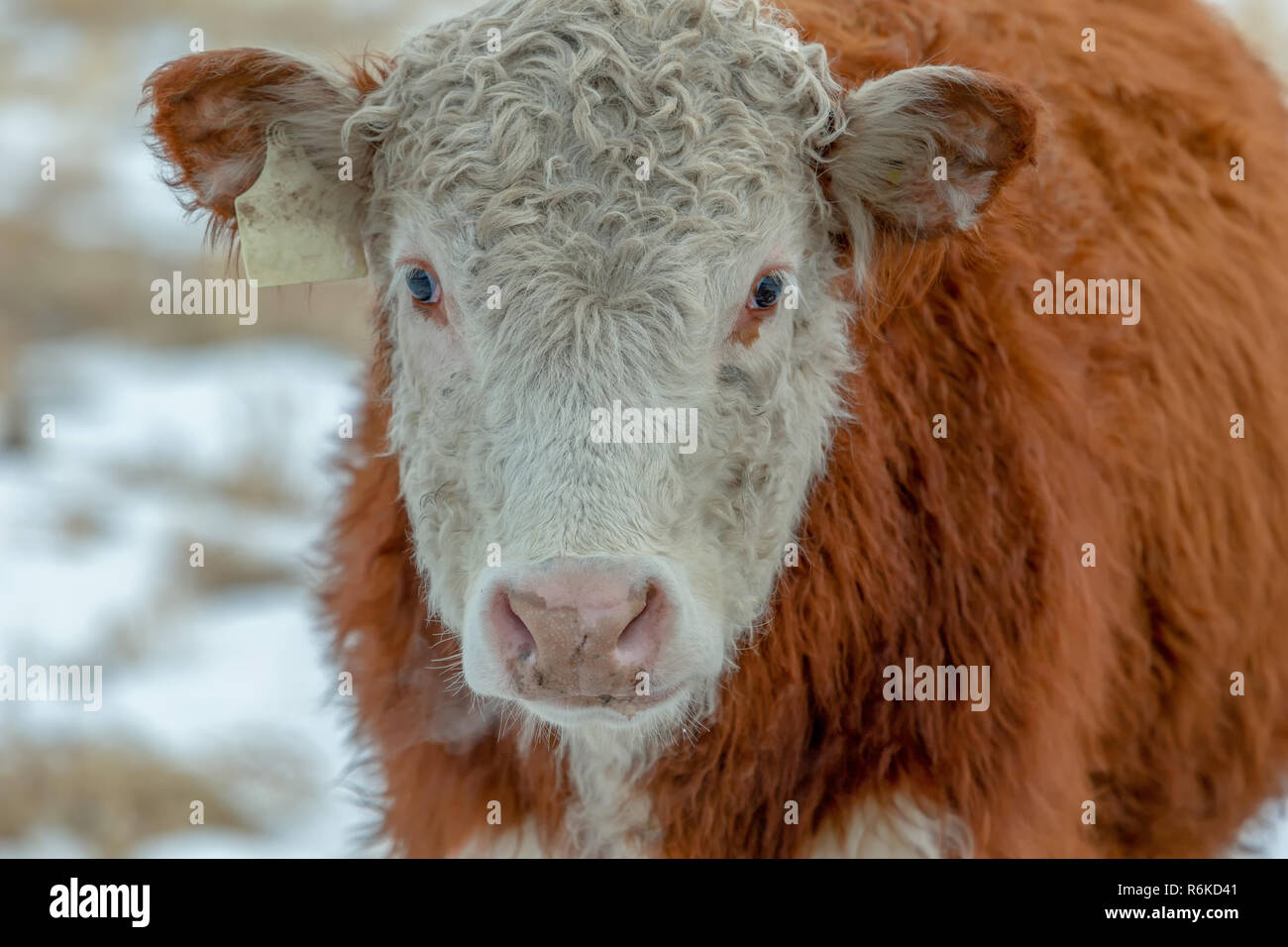 Hereford Rind Kopf ganz nah an die Kamera und ausgeatmeten Luft in kalte Luft Stockfoto