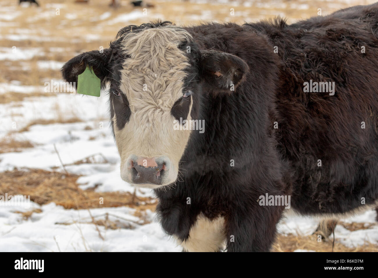 Hereford Rind Kopf ganz nah an die Kamera und ausgeatmeten Luft in kalte Luft Stockfoto