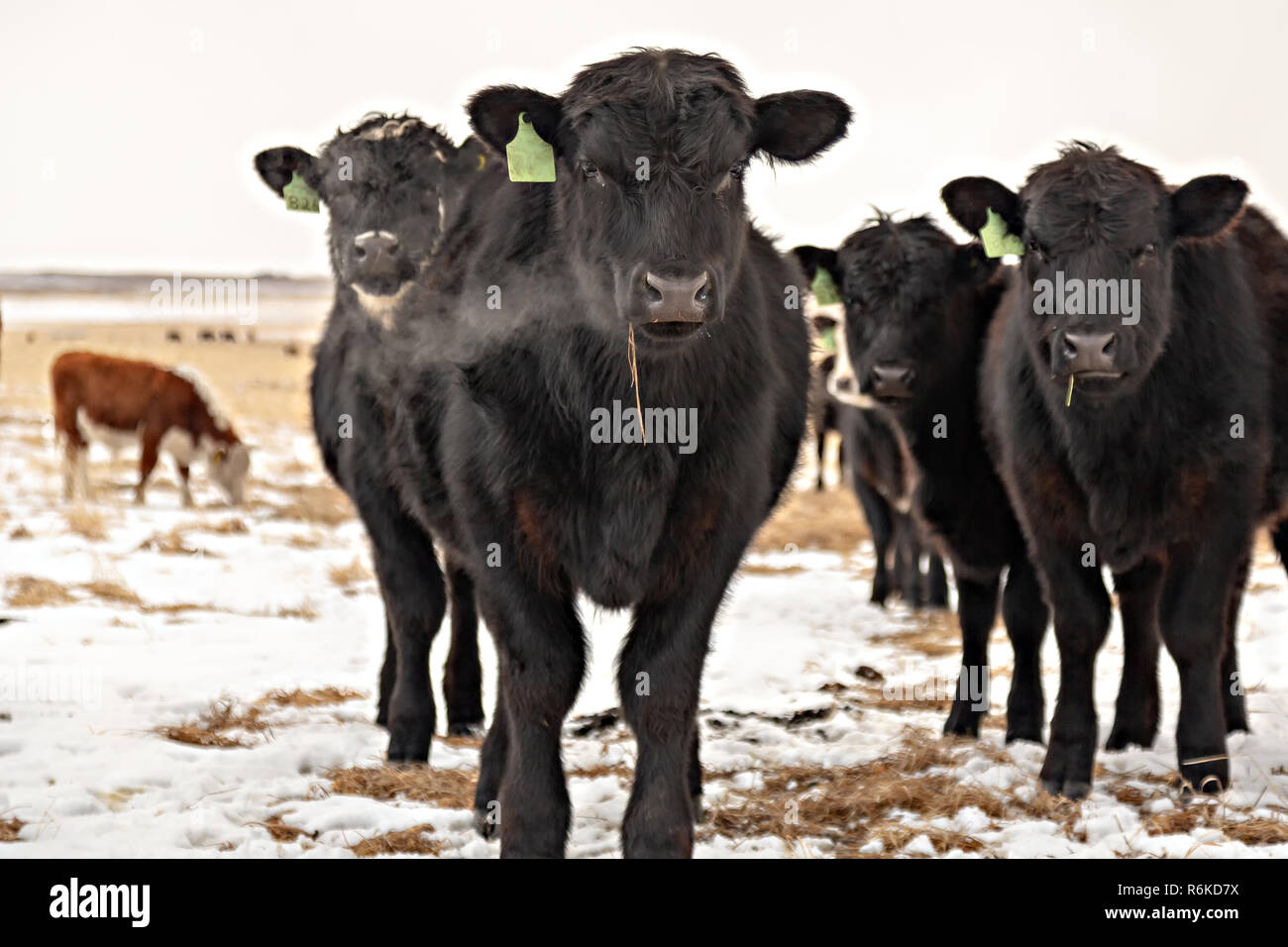 Angus und Hereford Kühe schauen in die Kamera vollen Vorderansicht ausatmen Atem in kalter Luft in einem Feld mit Schnee im Winter Stockfoto