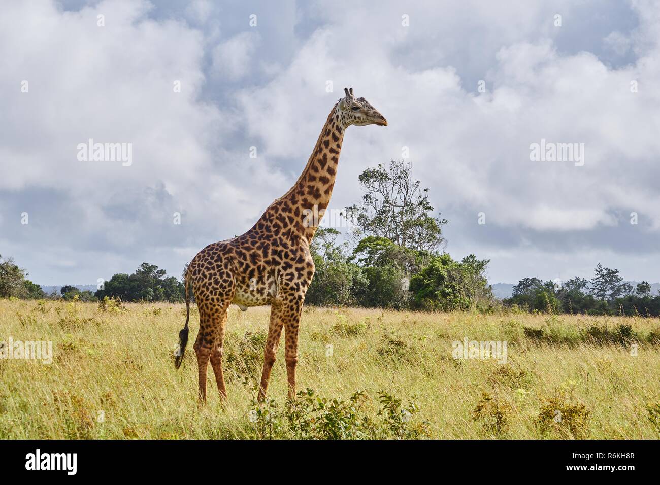 Giraffe in den Shimba Hills Kenia Stockfoto