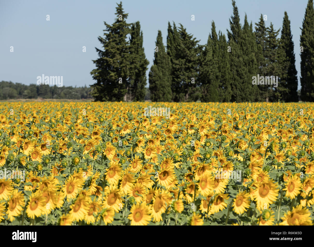 Sonnenblumen Feld in der Nähe von Arles in der Provence, Frankreich Stockfoto