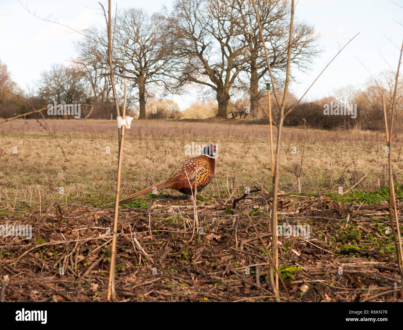 Seitlich aus der Nähe ansehen der männlichen Fasan in Bauernhof Feld Weiden Stockfoto