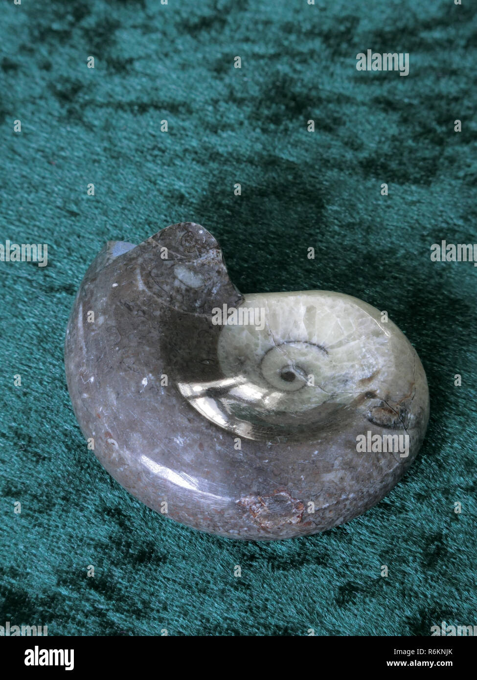 Ammonit Fossil Typ ausgestorbener Kopffüßer-Marine Muscheln Stockfoto