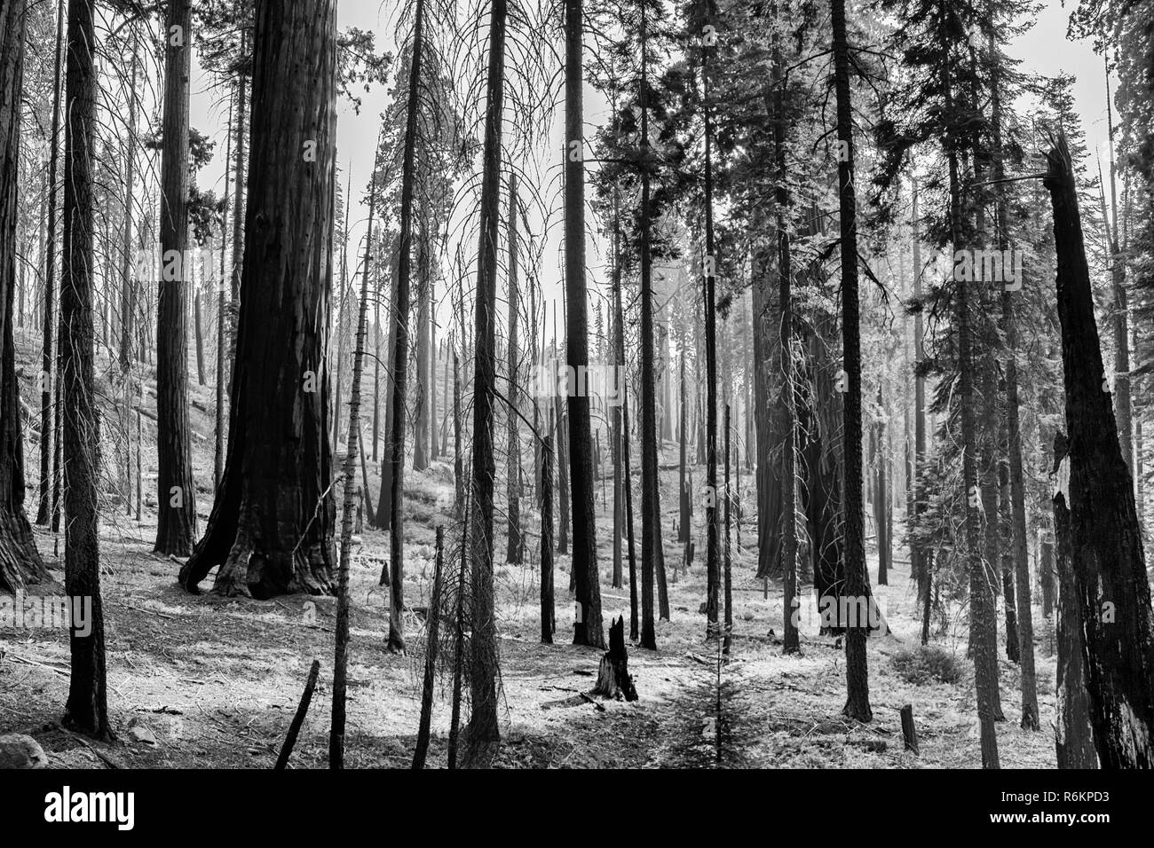 Verbrannt Forest Grove in der kalifornischen Sierra Nevada. Stehen die schwarzen Stämme von Kiefer und gigantischen Sequoia Redwood Bäume in Schwarz und Weiß. Stockfoto