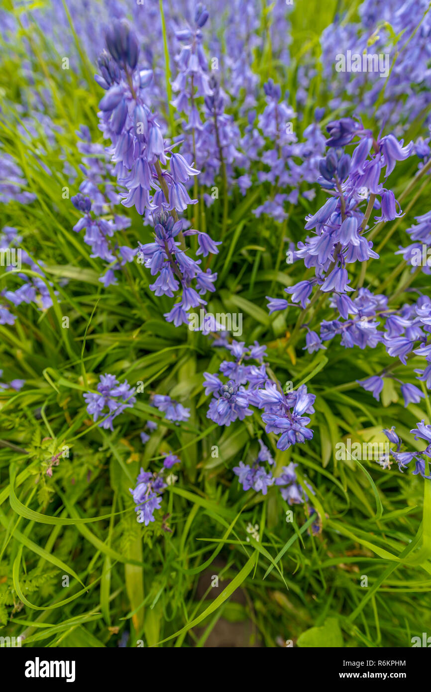 Ein Büschel des native Bluebells in einem kleinen bewaldeten Copse in Südengland. Stockfoto