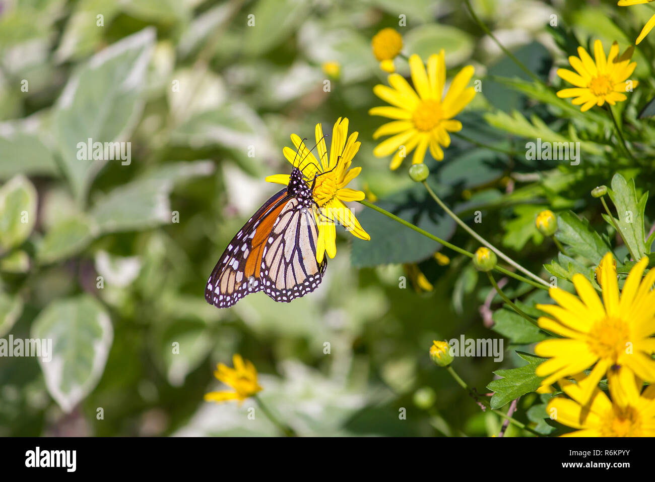 Bunte monarch butterfly auf Gelb daisy Sitzen mit Laub als Hintergrund Stockfoto