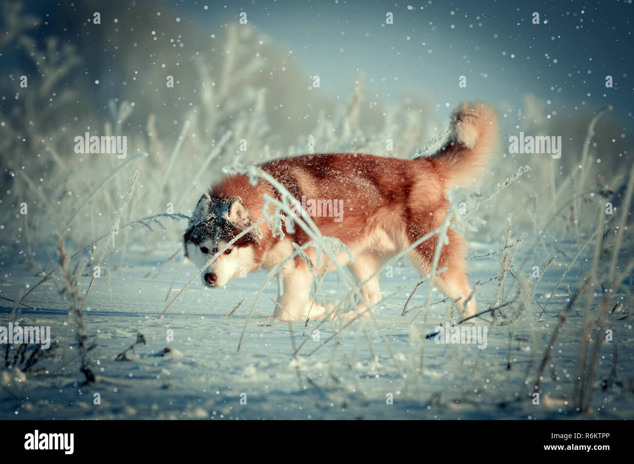 Rot sibirischer Husky reinrassigen Hund im Winter schneit Outdoor getonten Bild Stockfoto