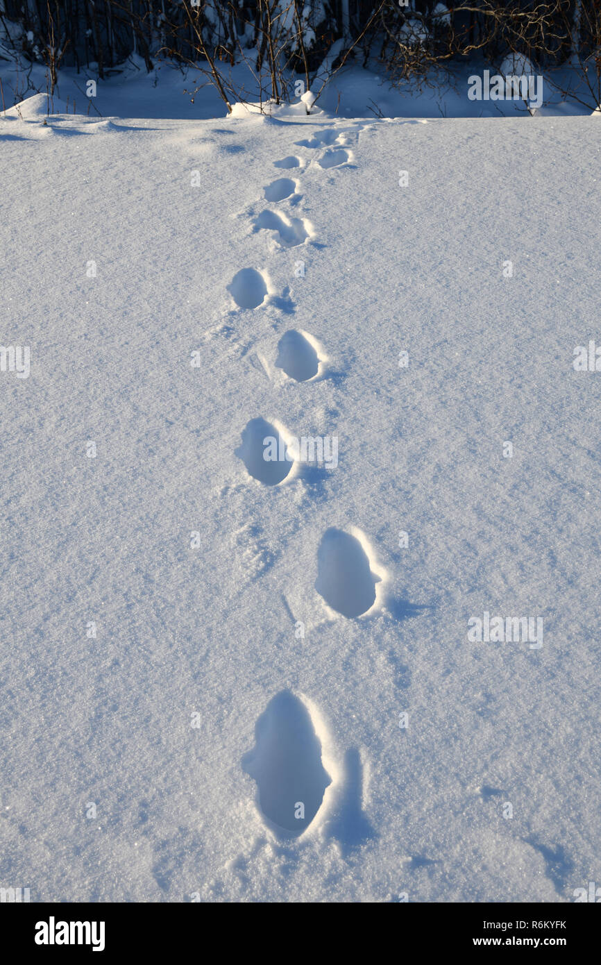Frische lynx Titel auf Schnee im Sunrise Stockfoto