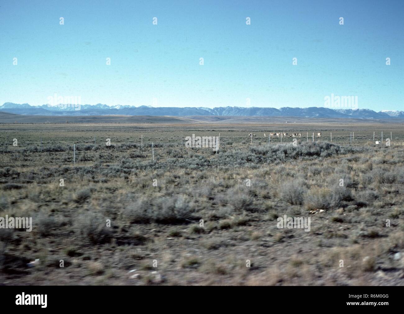 Ernste Markierungen am Little Bighorn Battlefield National Monument in Montana, 1965. () Stockfoto