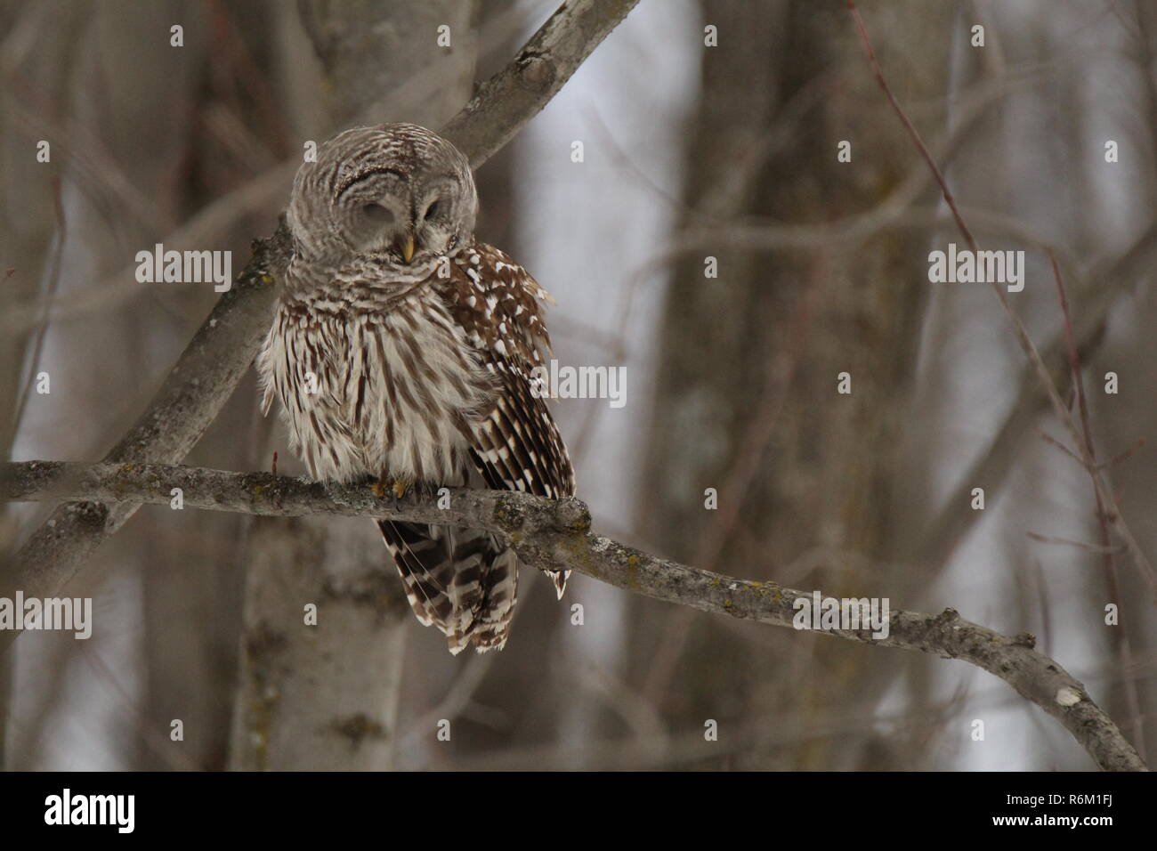 Eule im Wald/Chouette rieuse En Foret Stockfoto