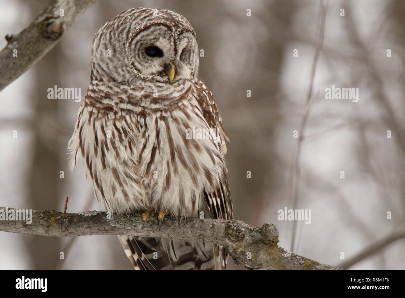 Eule im Wald/Chouette rieuse En Foret Stockfoto