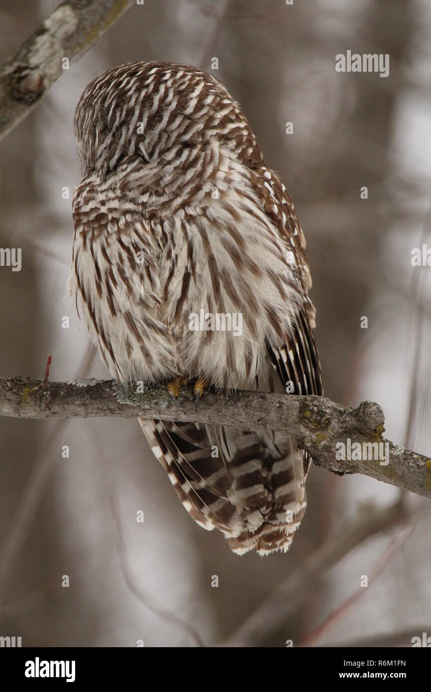 Eule im Wald/Chouette rieuse En Foret Stockfoto