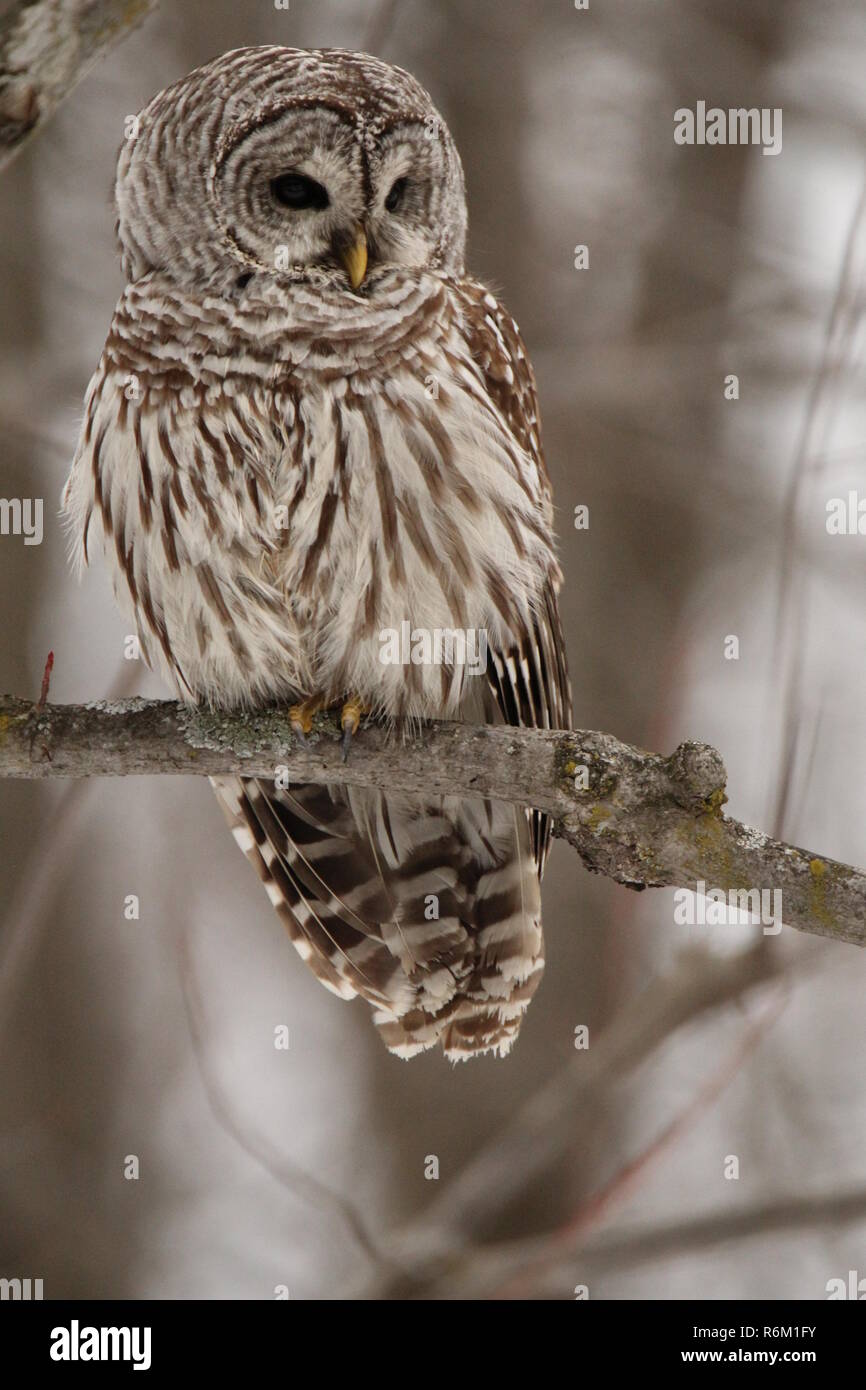 Eule im Wald/Chouette rieuse En Foret Stockfoto