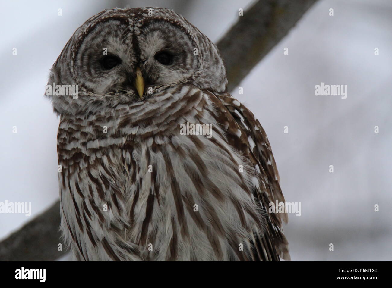 Eule im Wald/Chouette rieuse En Foret Stockfoto
