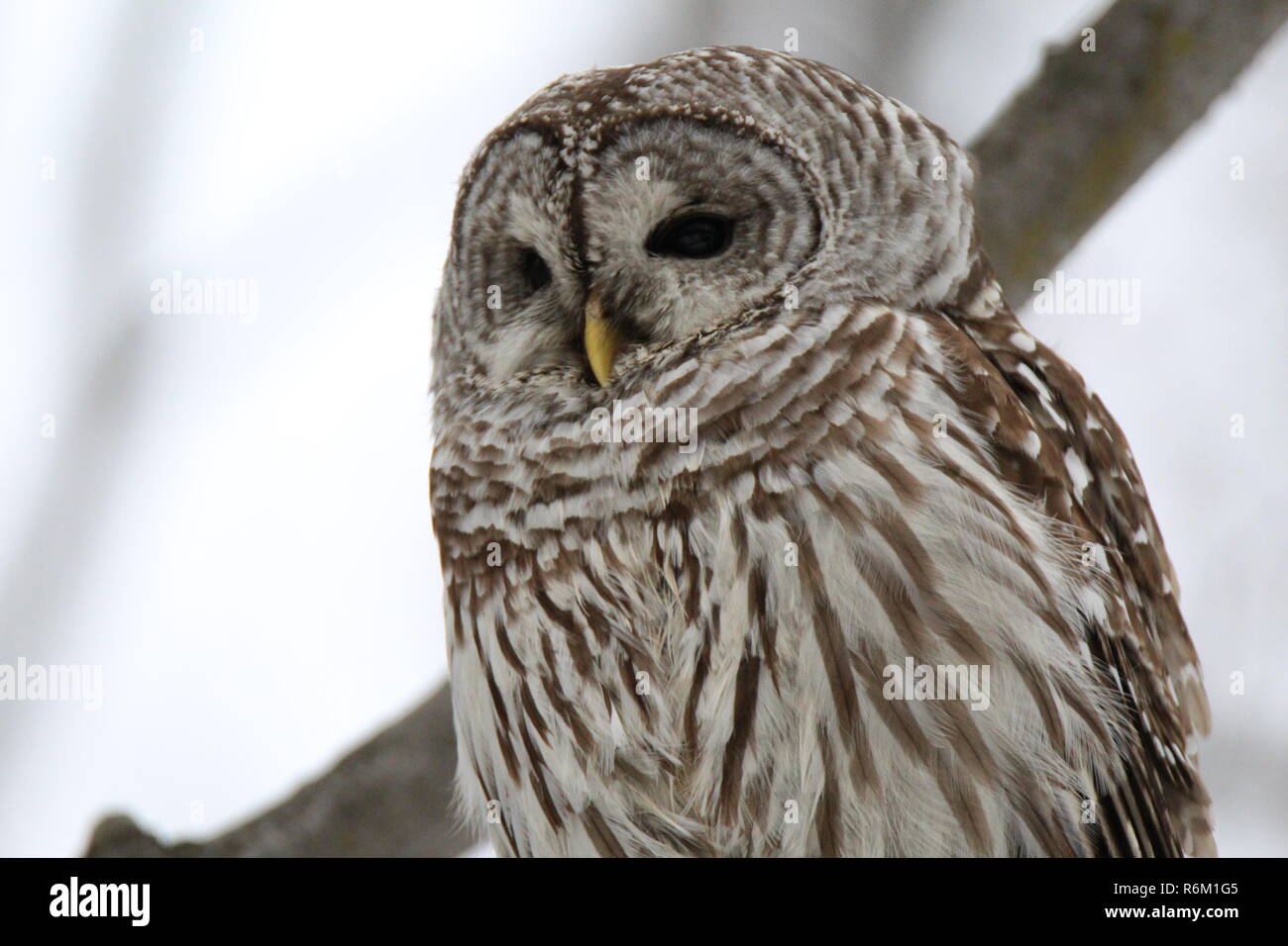 Eule im Wald/Chouette rieuse En Foret Stockfoto