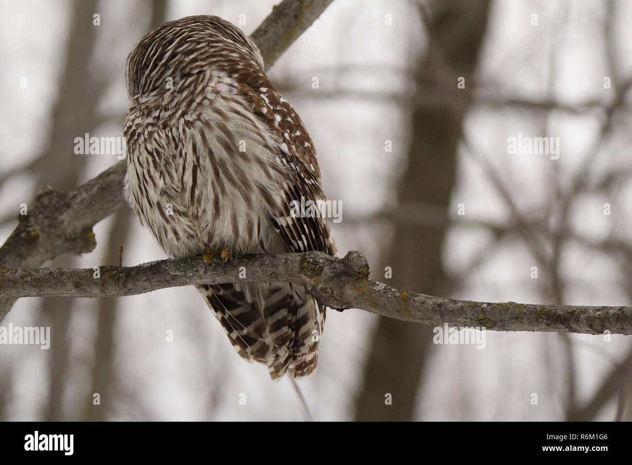 Eule im Wald/Chouette rieuse En Foret Stockfoto