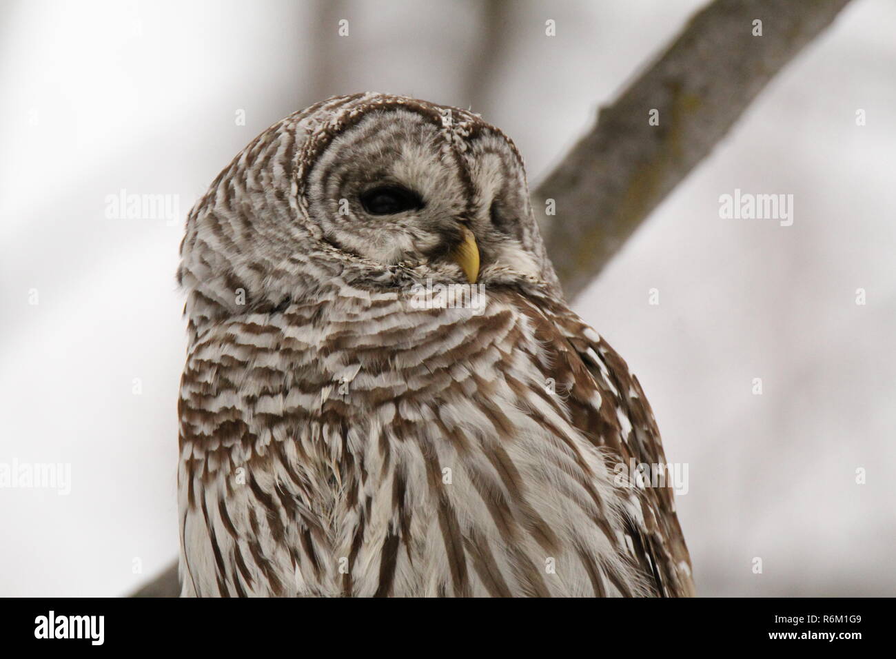 Eule im Wald/Chouette rieuse En Foret Stockfoto