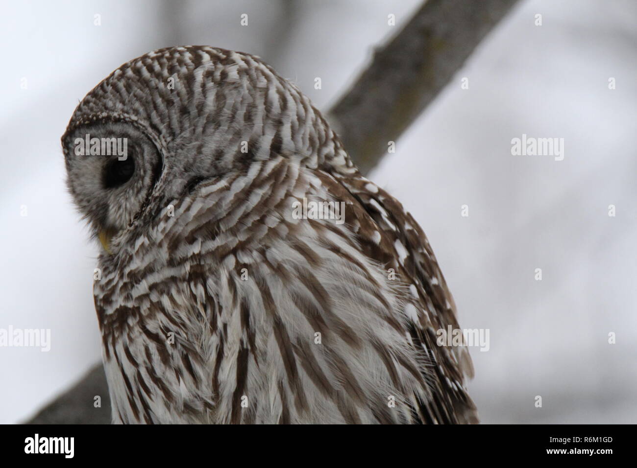 Eule im Wald/Chouette rieuse En Foret Stockfoto