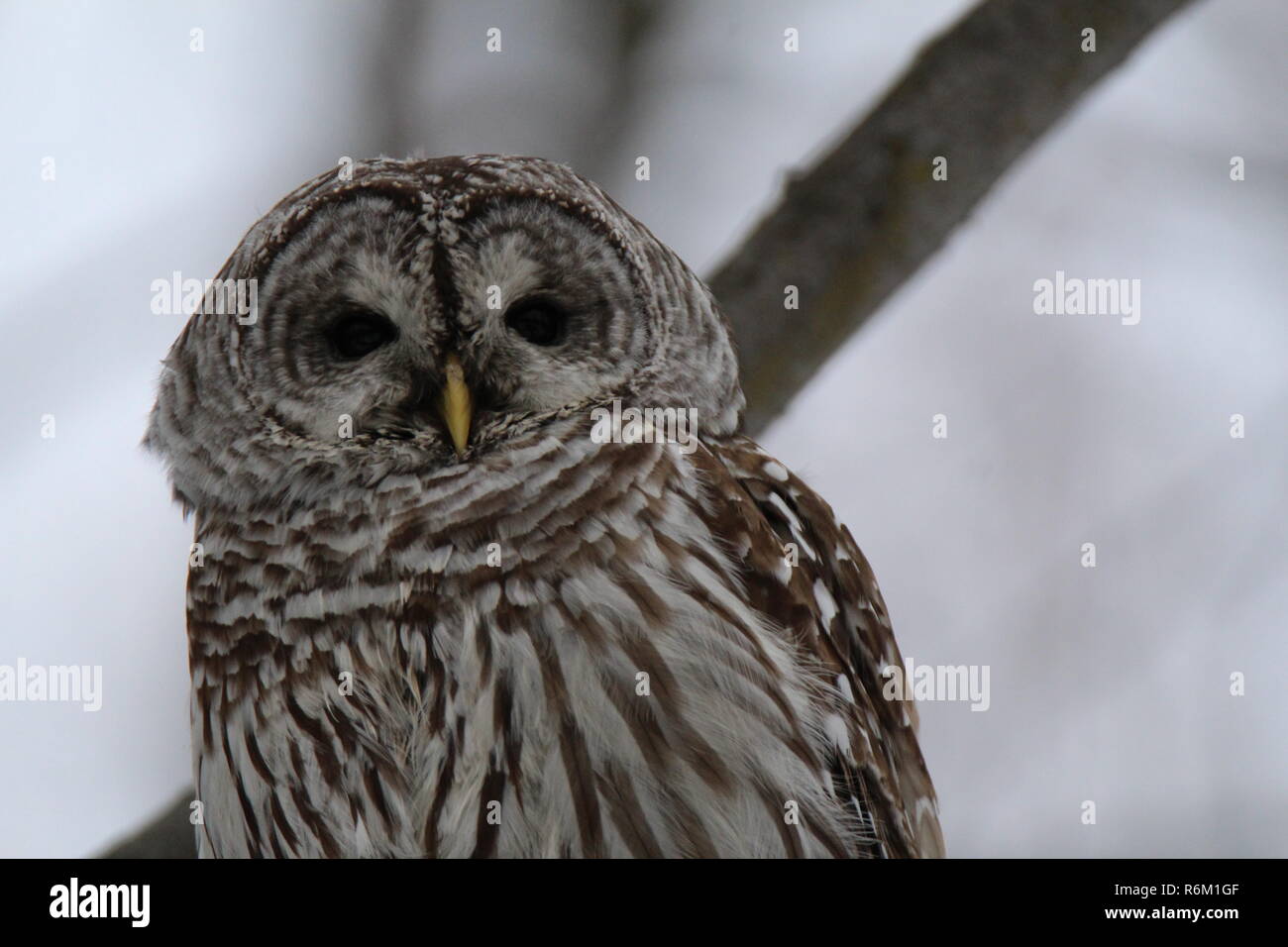 Eule im Wald/Chouette rieuse En Foret Stockfoto