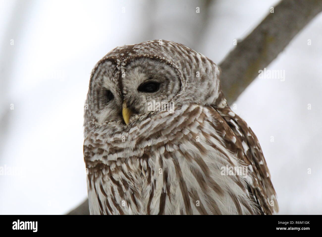 Eule im Wald/Chouette rieuse En Foret Stockfoto