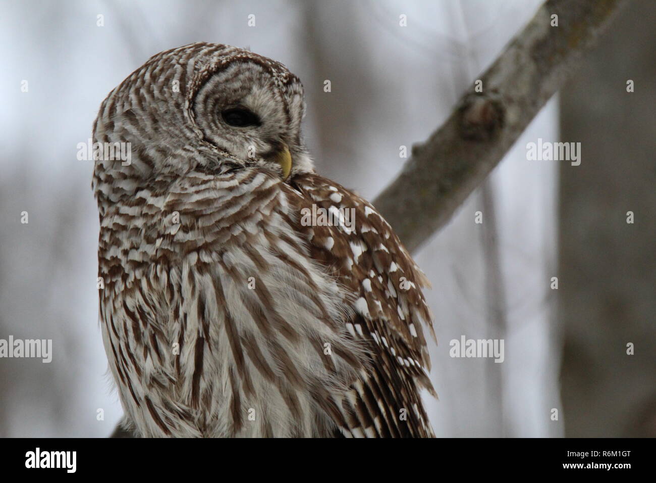 Eule im Wald/Chouette rieuse En Foret Stockfoto