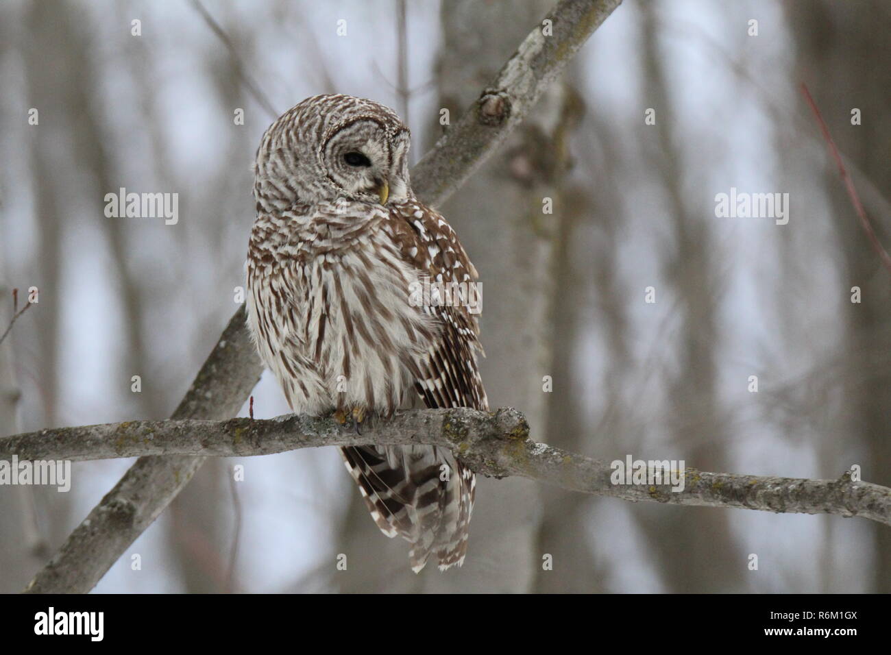 Eule im Wald/Chouette rieuse En Foret Stockfoto