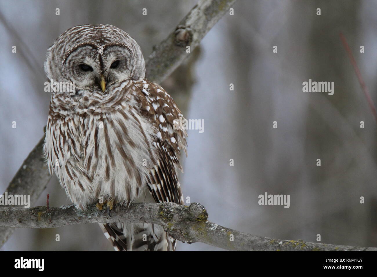 Eule im Wald/Chouette rieuse En Foret Stockfoto