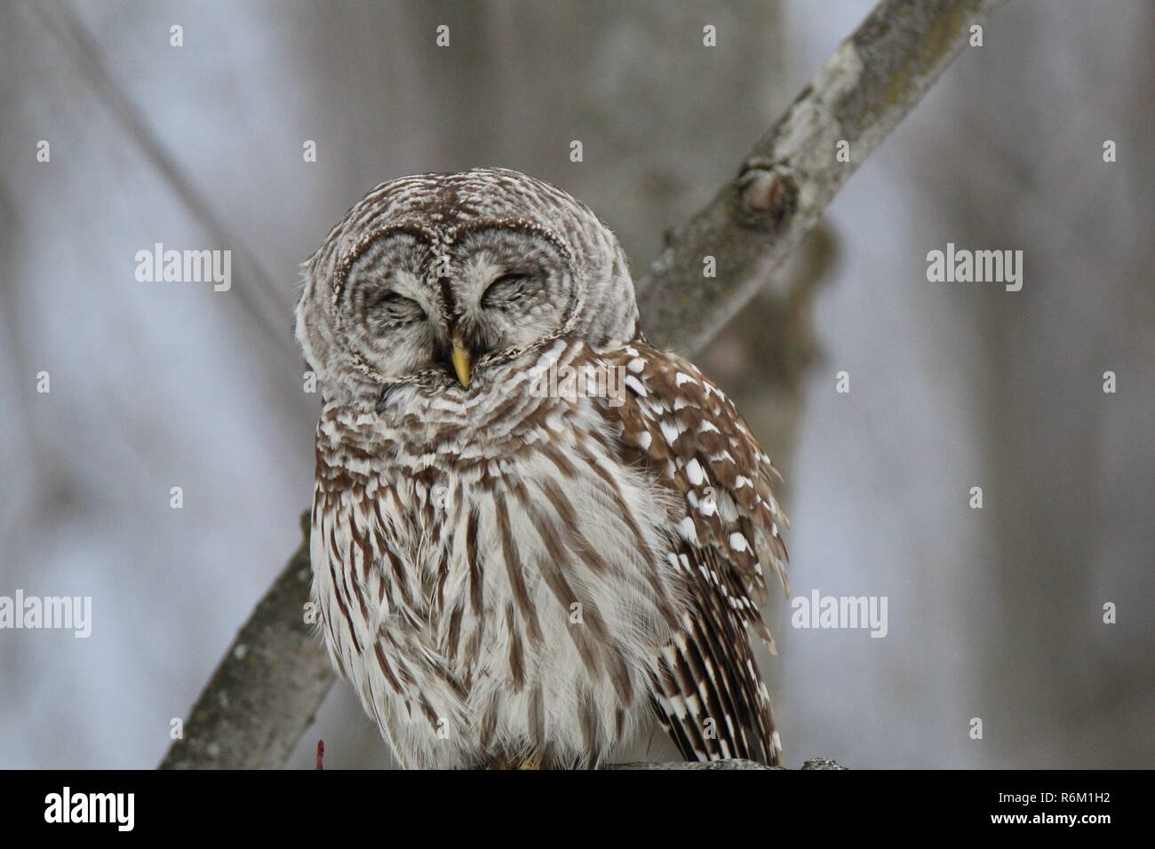 Eule im Wald/Chouette rieuse En Foret Stockfoto