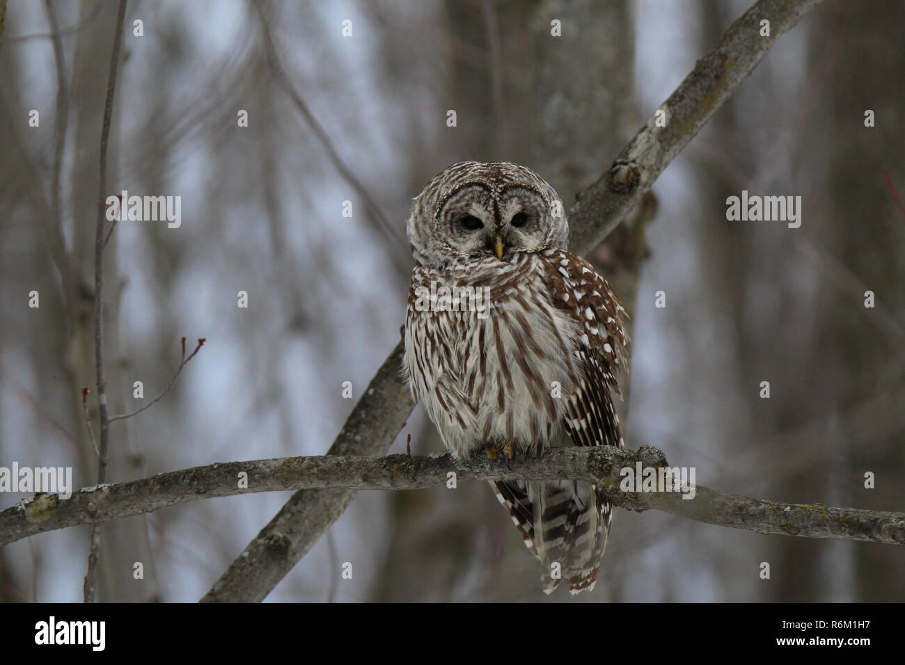 Eule im Wald/Chouette rieuse En Foret Stockfoto